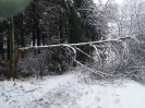 05.01.2019 Baum über Fahrbahn_10