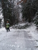05.01.2019 Baum über Fahrbahn_11