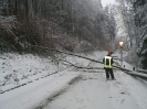 05.01.2019 Baum über Fahrbahn_1