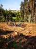 Waldbrand_1