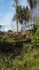 Waldbrand Hofinger Holz