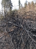 27.03.2020 Waldbrand Neuhofen