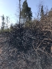 Waldbrand Neuhofen_4