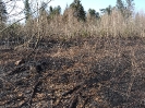 Waldbrand Neuhofen_5