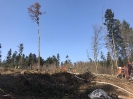 Waldbrand Neuhofen_7
