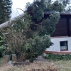 Baum auf Haus_2