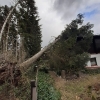 Baum auf Haus_4